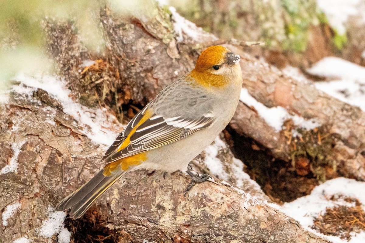 Pine Grosbeak - ML613420130