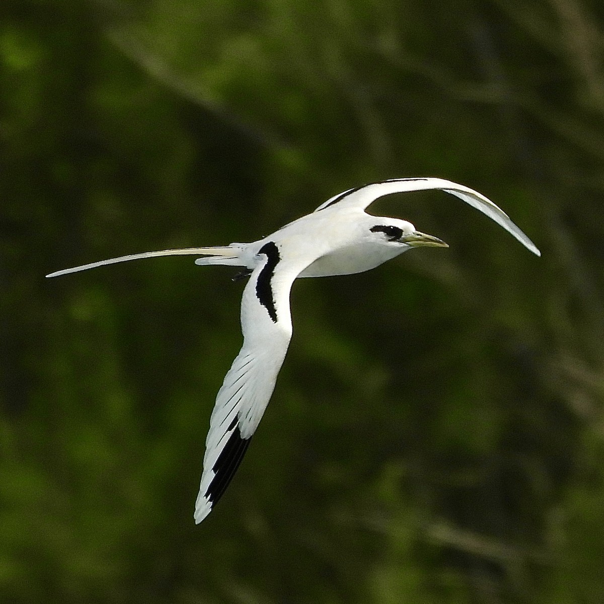 White-tailed Tropicbird - ML613420139