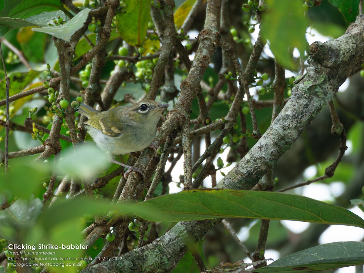 Clicking Shrike-Babbler (Clicking) - ML613420157