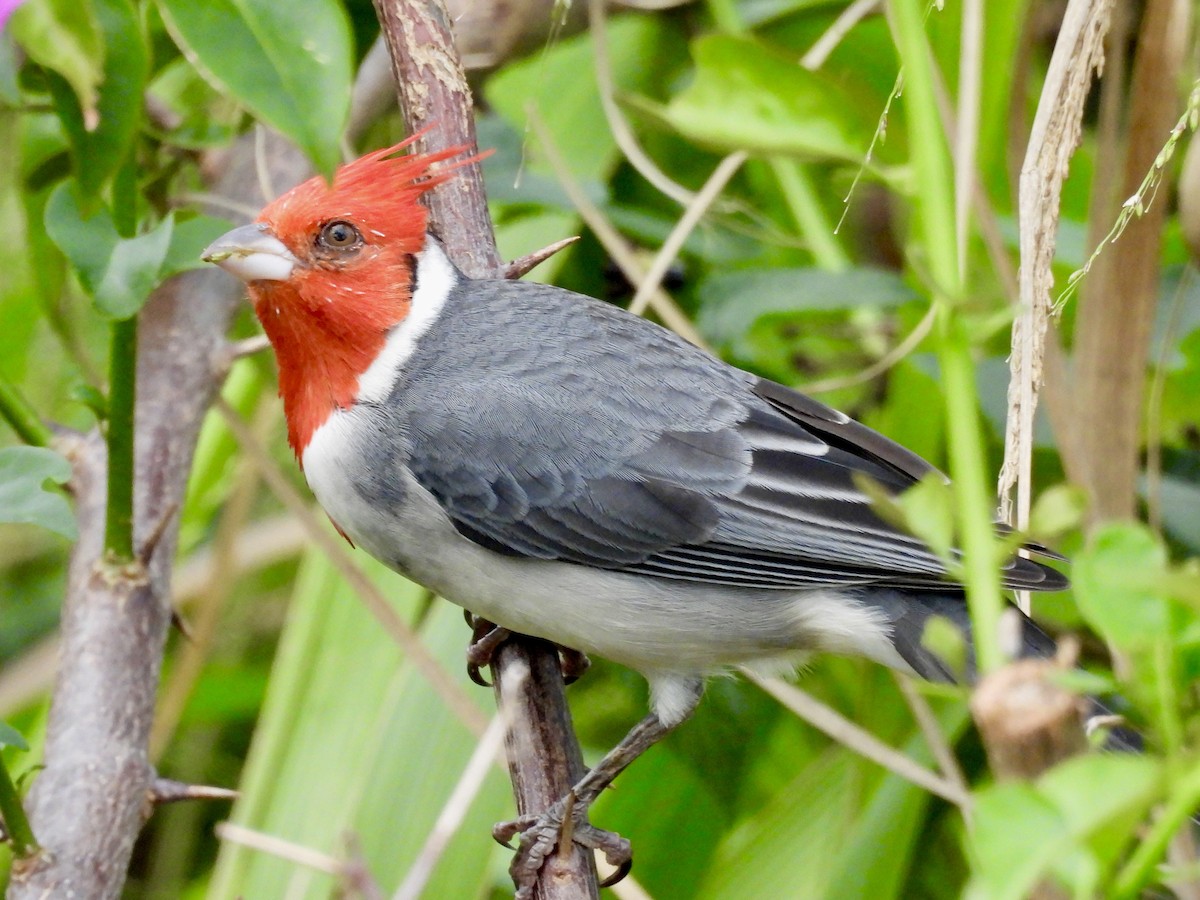 Red-crested Cardinal - ML613420180