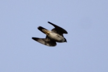 Peregrine Falcon - Randy Maharaj