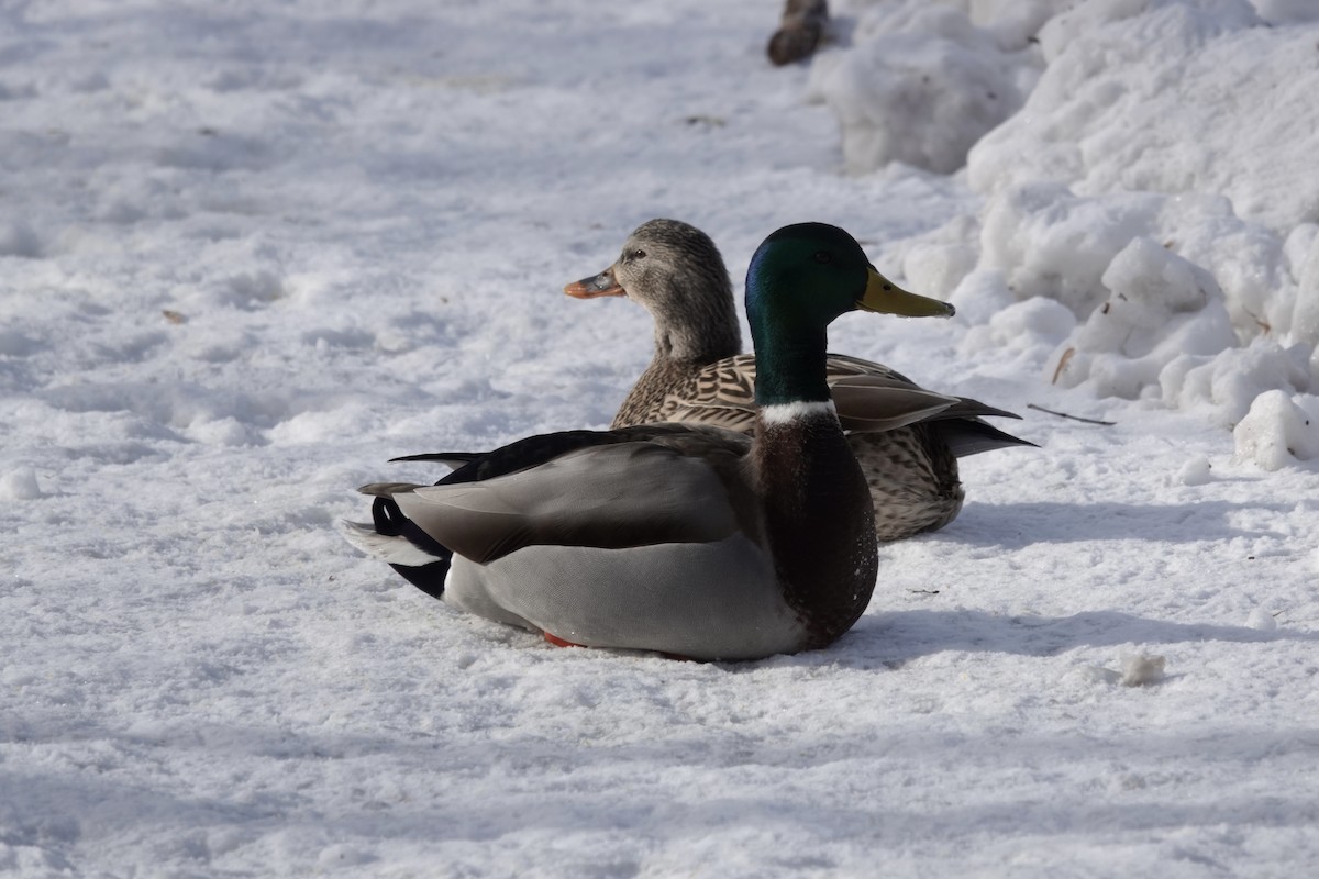 Mallard - Anonymous