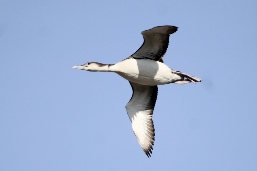 Common Loon - ML613420284