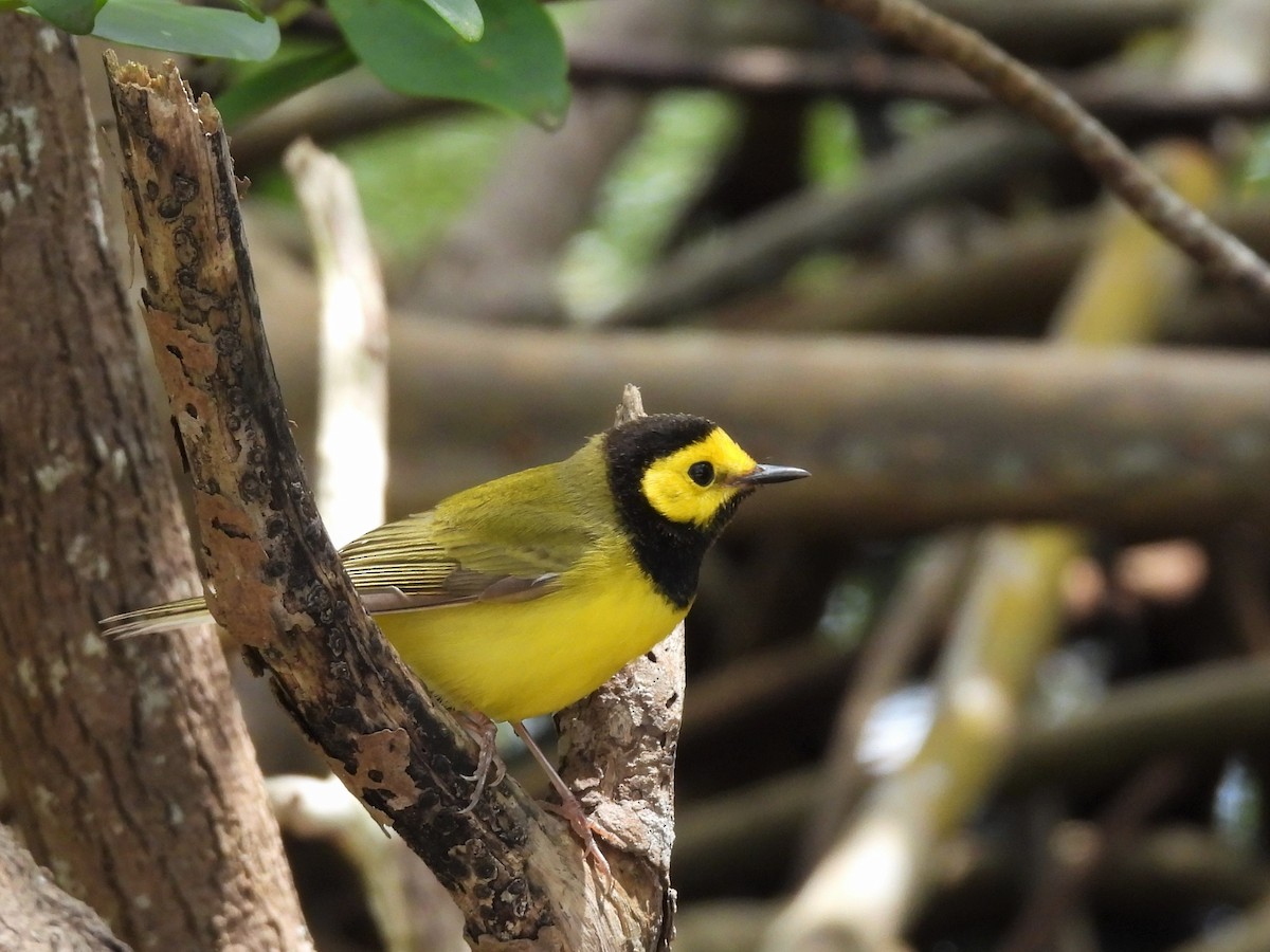 Hooded Warbler - Ron Youngs