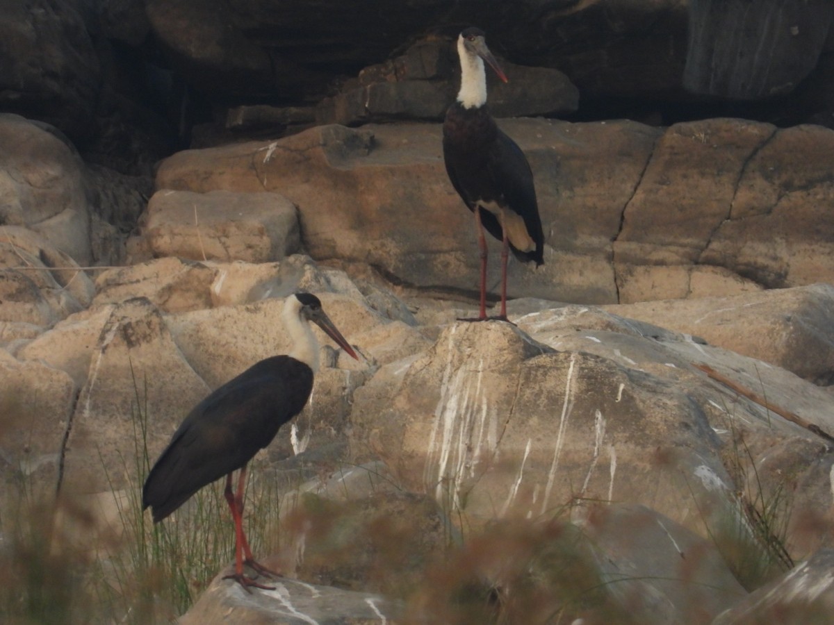 Asian Woolly-necked Stork - Lakshmikant Neve