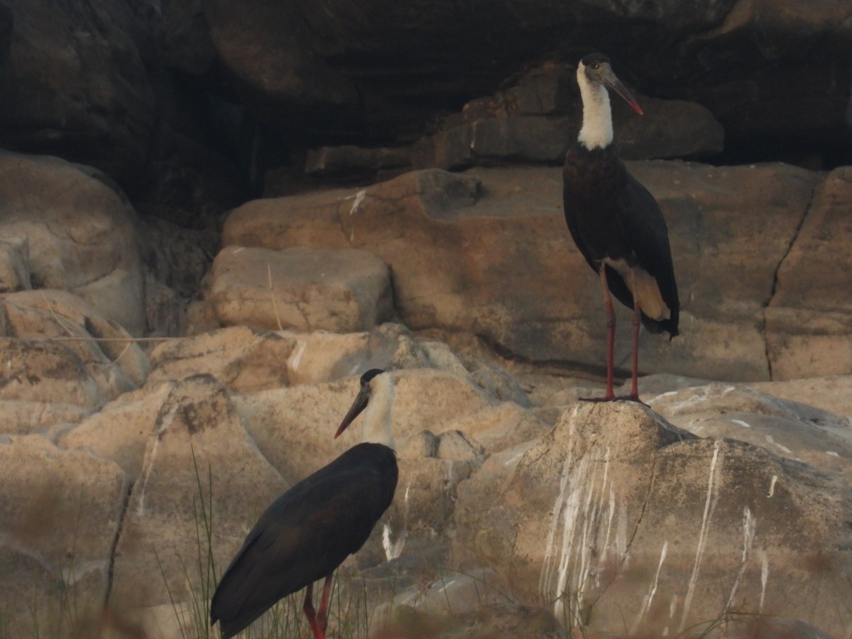 Asian Woolly-necked Stork - Lakshmikant Neve