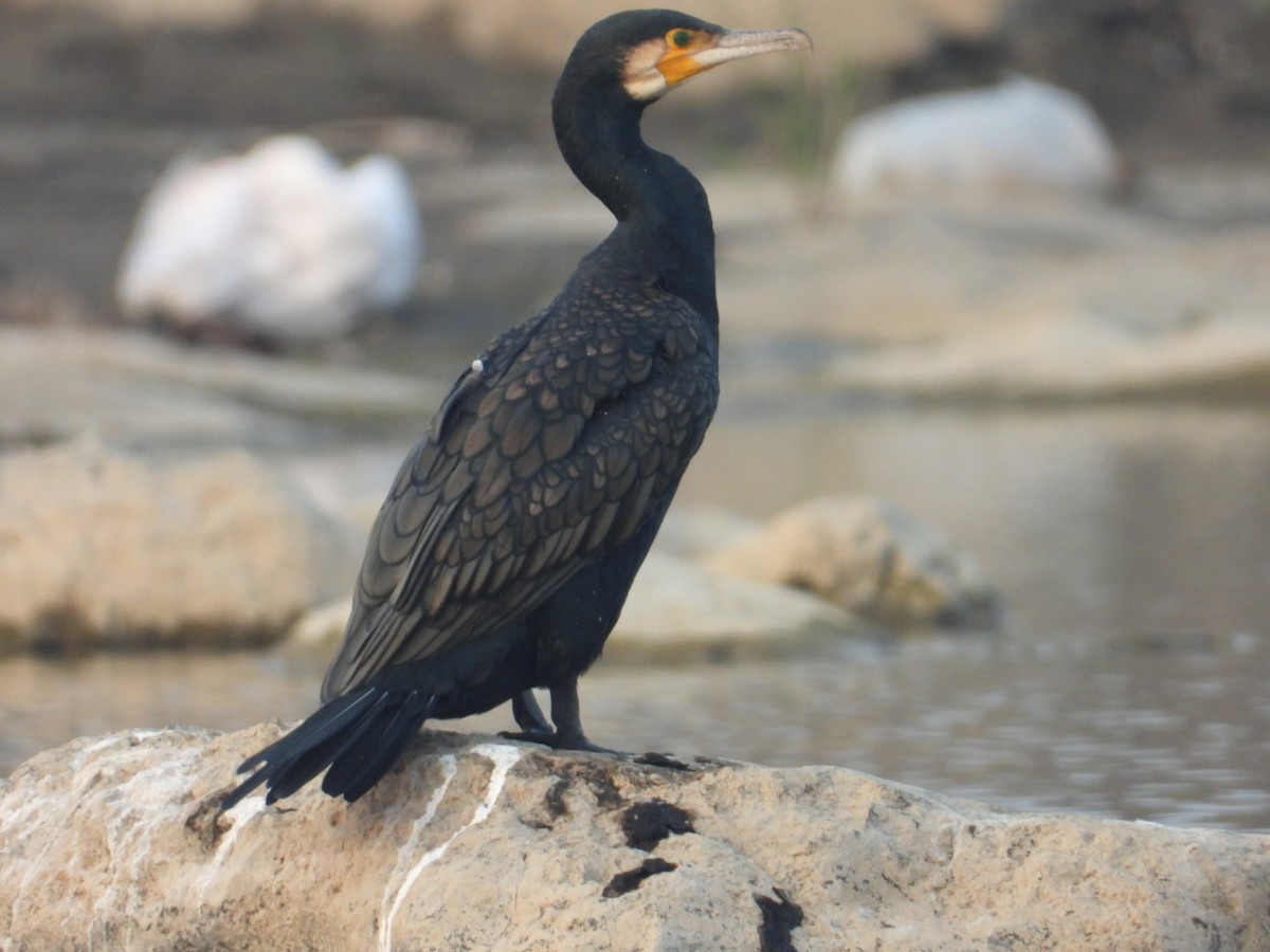 Great Cormorant - Lakshmikant Neve
