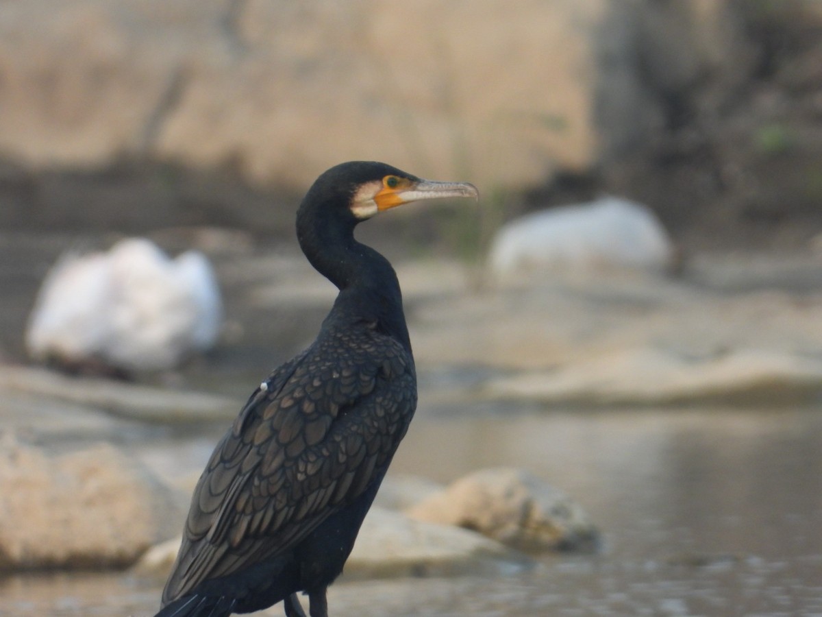 Great Cormorant - Lakshmikant Neve