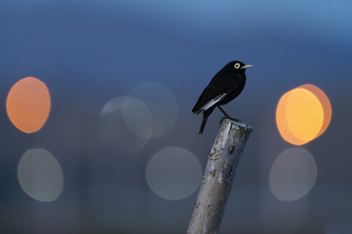 Spectacled Tyrant - ML613420356