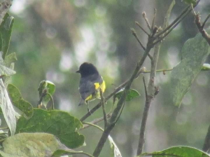 Yellow-bellied Siskin - Felipe Cardona Toro