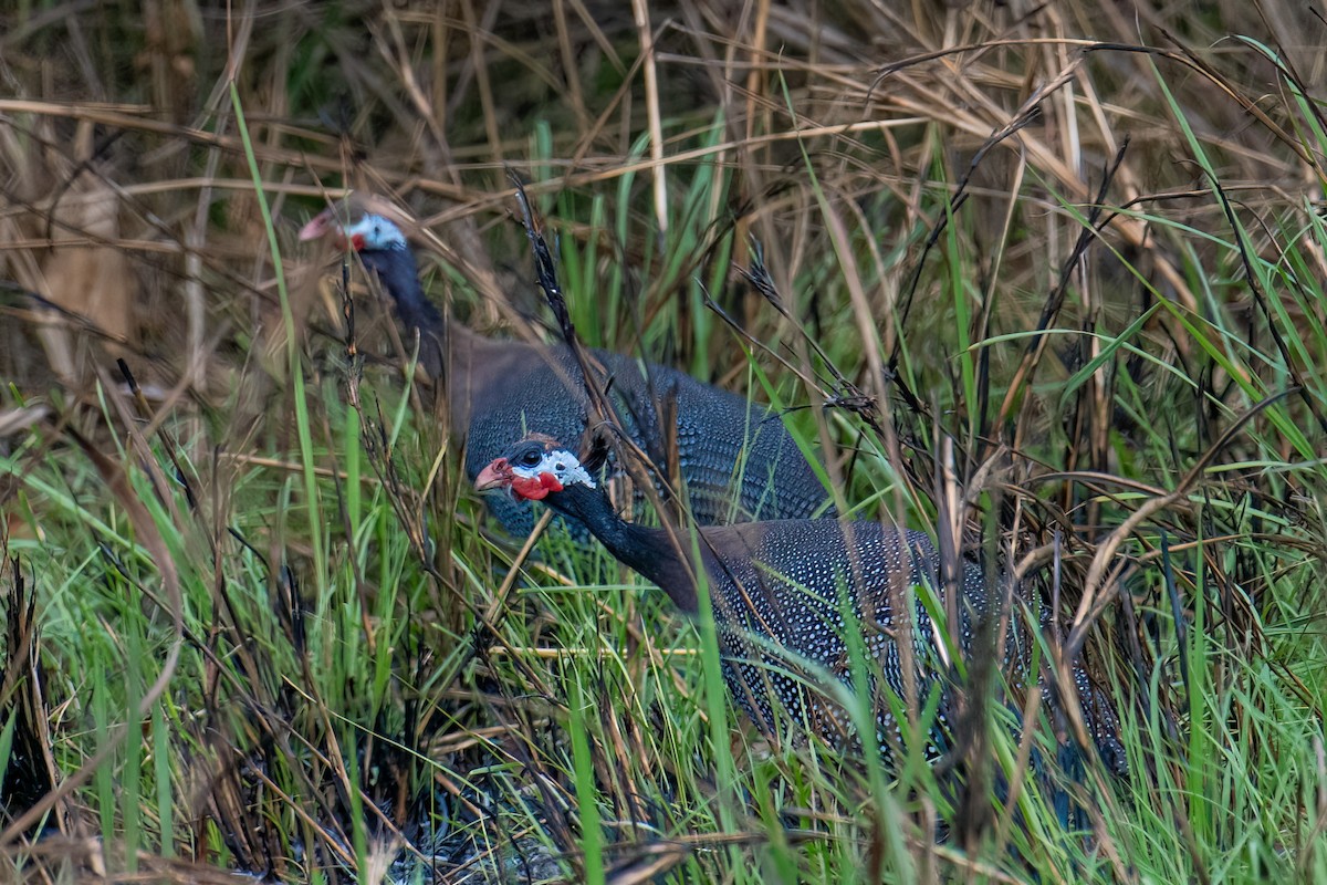 perlička kropenatá (ssp. galeatus) - ML613420465