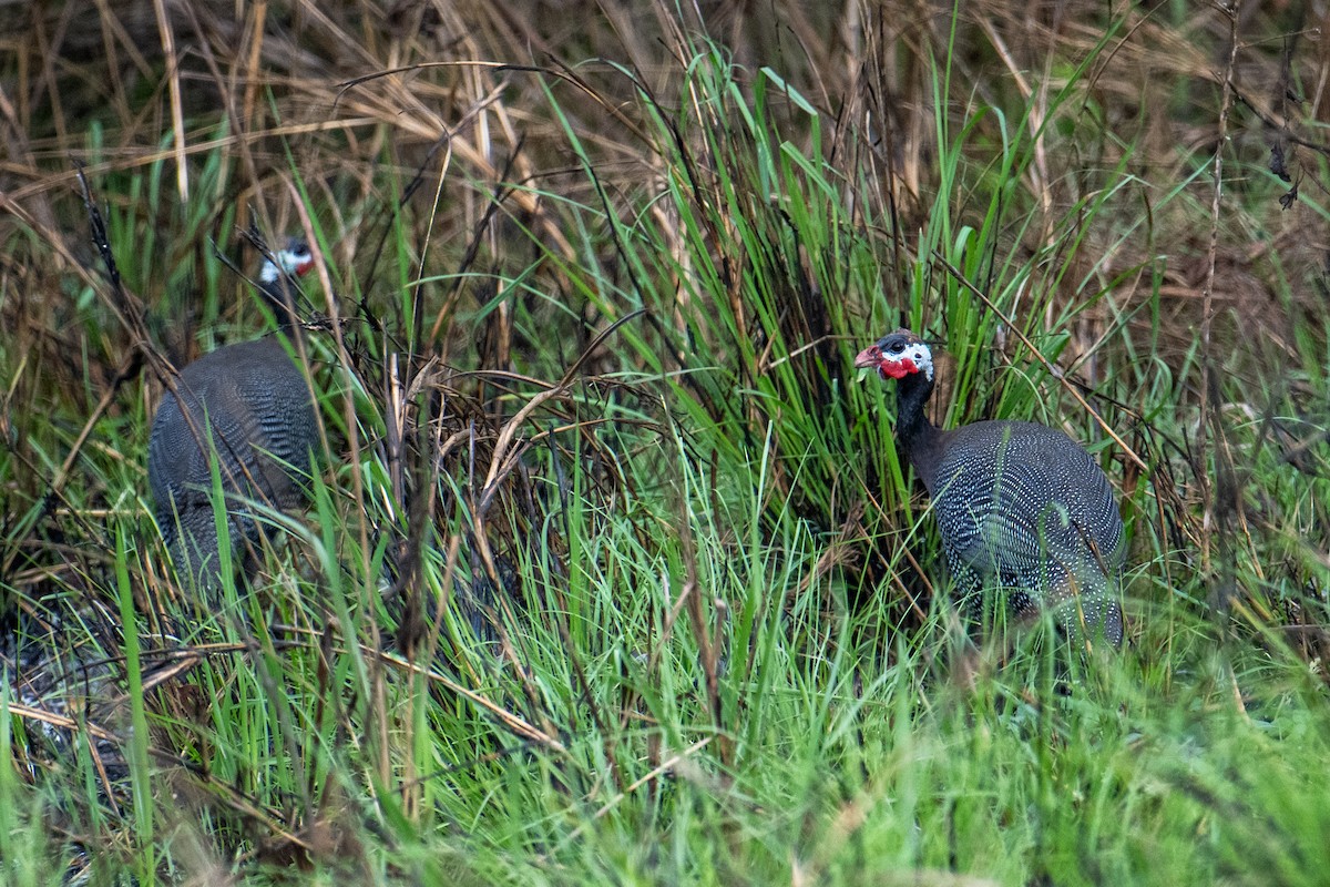 Helmeted Guineafowl (West African) - Tony Ducks