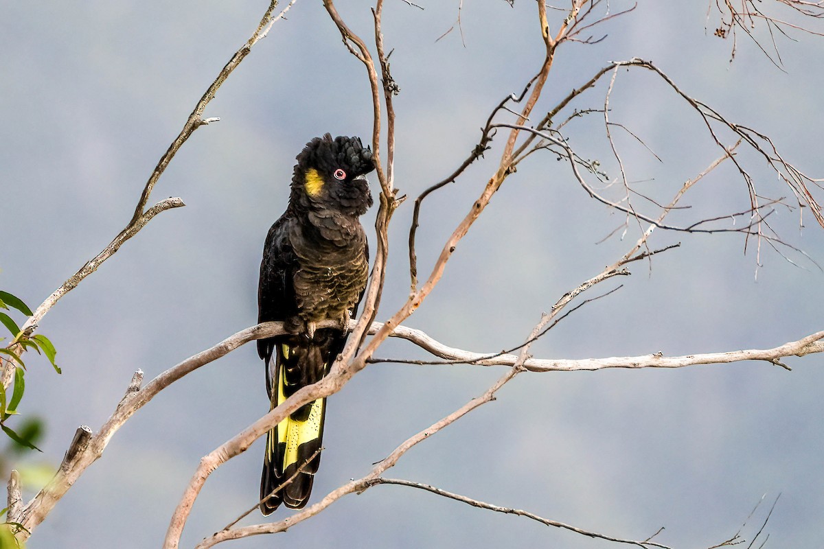 Cacatúa Fúnebre Coliamarilla - ML613420501