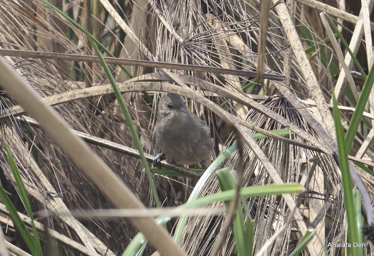 Lesser Swamp Warbler - ML613420528