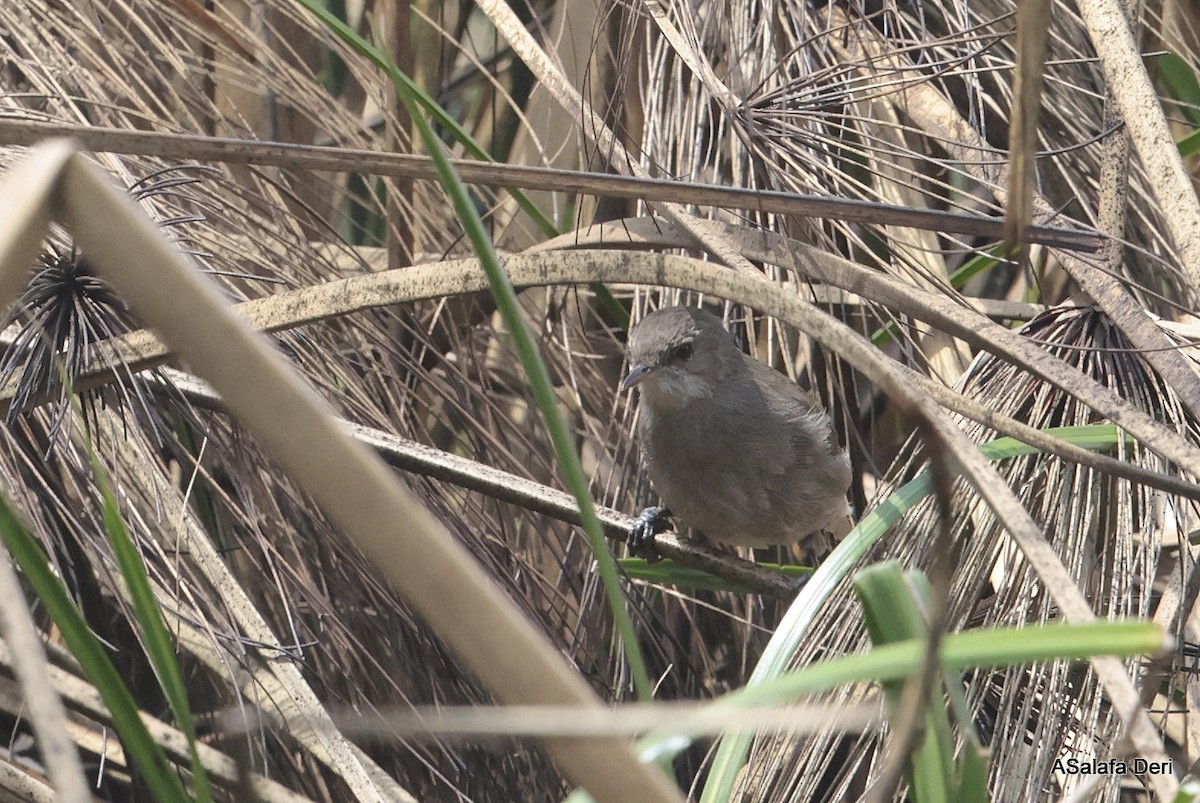 Lesser Swamp Warbler - ML613420529