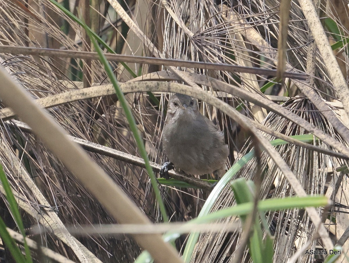 Lesser Swamp Warbler - ML613420531