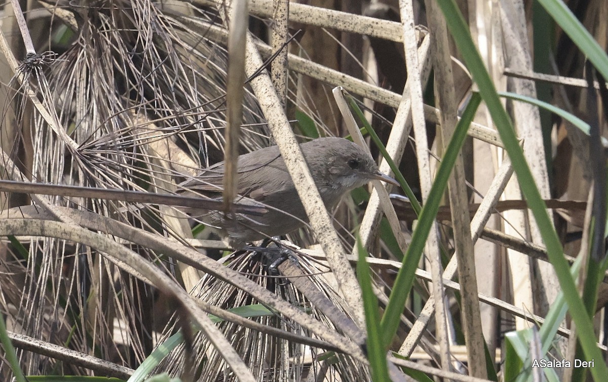 Lesser Swamp Warbler - ML613420532