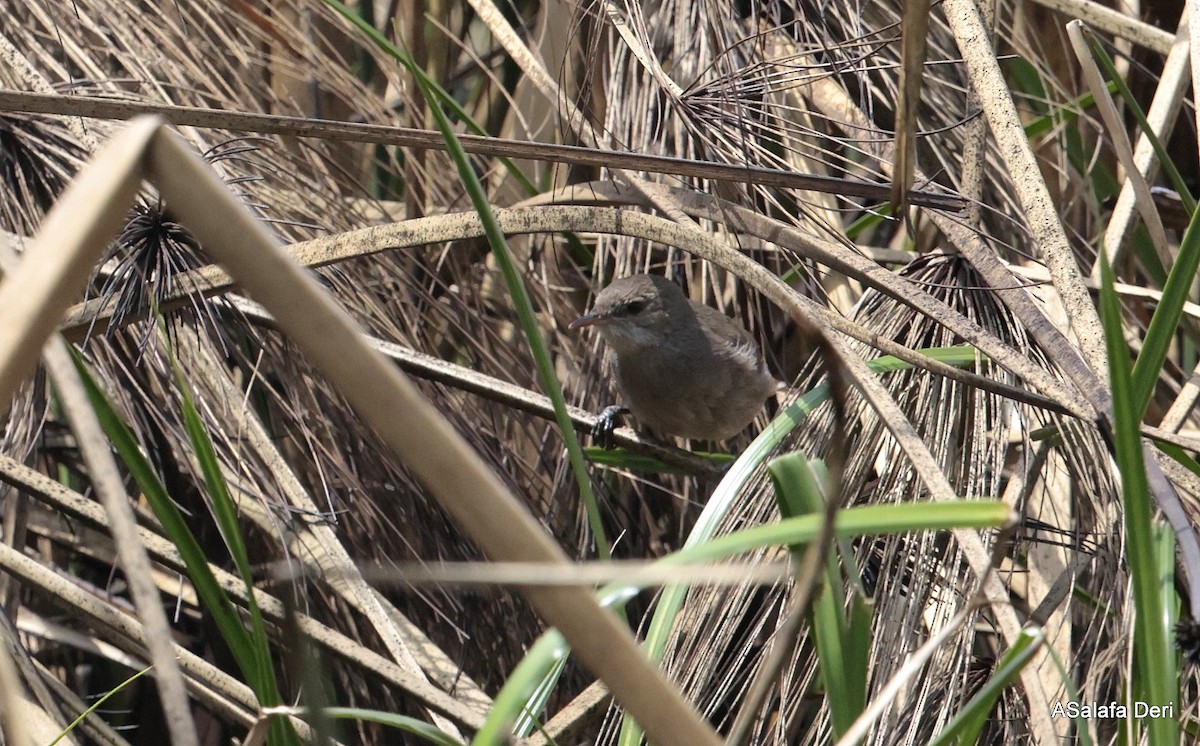 Lesser Swamp Warbler - ML613420538