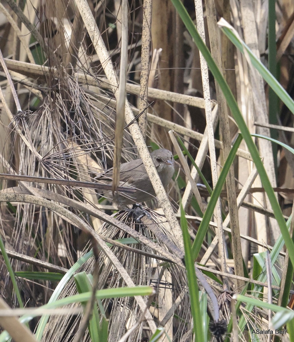 Lesser Swamp Warbler - ML613420539