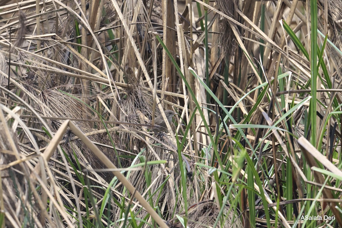 Lesser Swamp Warbler - ML613420540