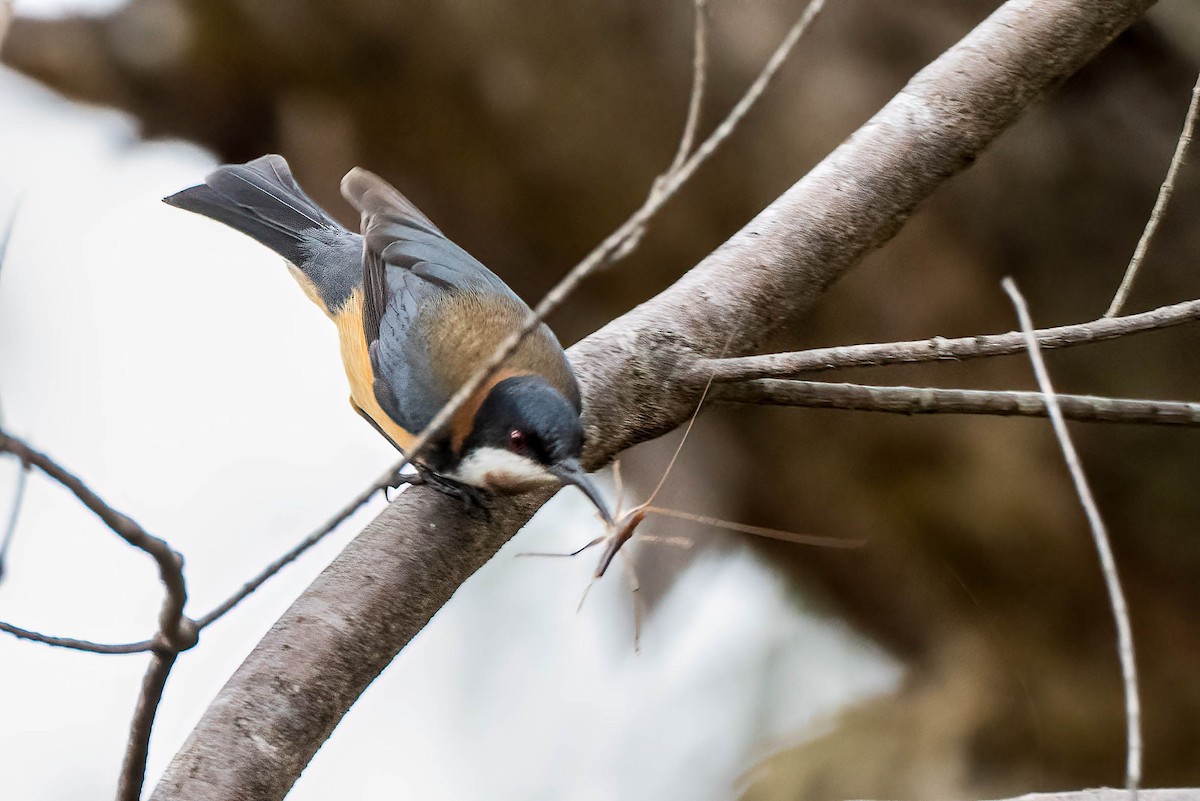 Eastern Spinebill - ML613420545