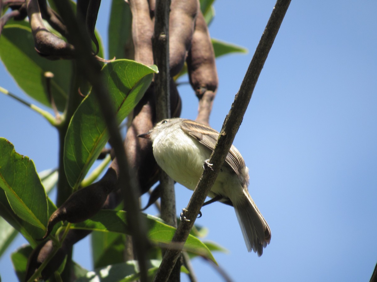 Southern Beardless-Tyrannulet - ML613420560