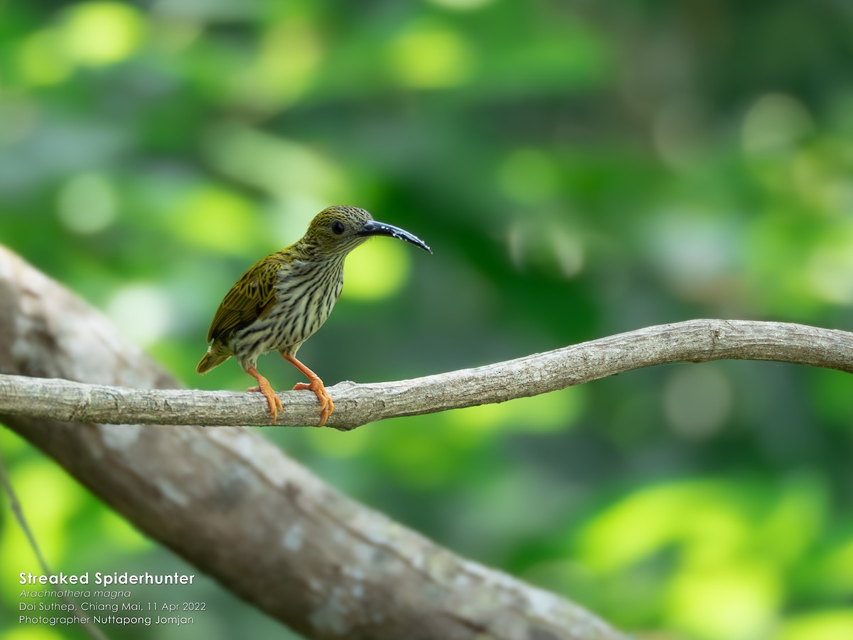 Streaked Spiderhunter - ML613420561