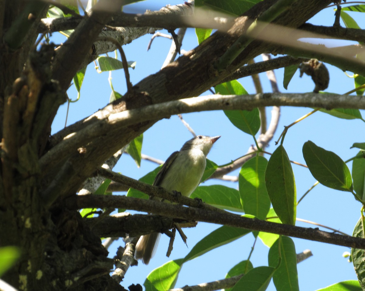 Southern Beardless-Tyrannulet - ML613420592