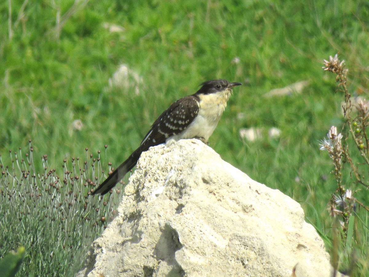 Great Spotted Cuckoo - ML613420644