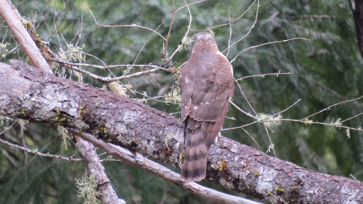 Sharp-shinned Hawk - ML613420753