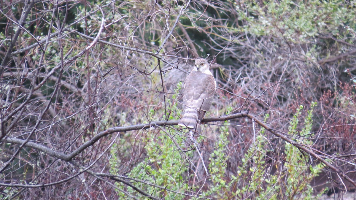 Sharp-shinned Hawk - ML613420754