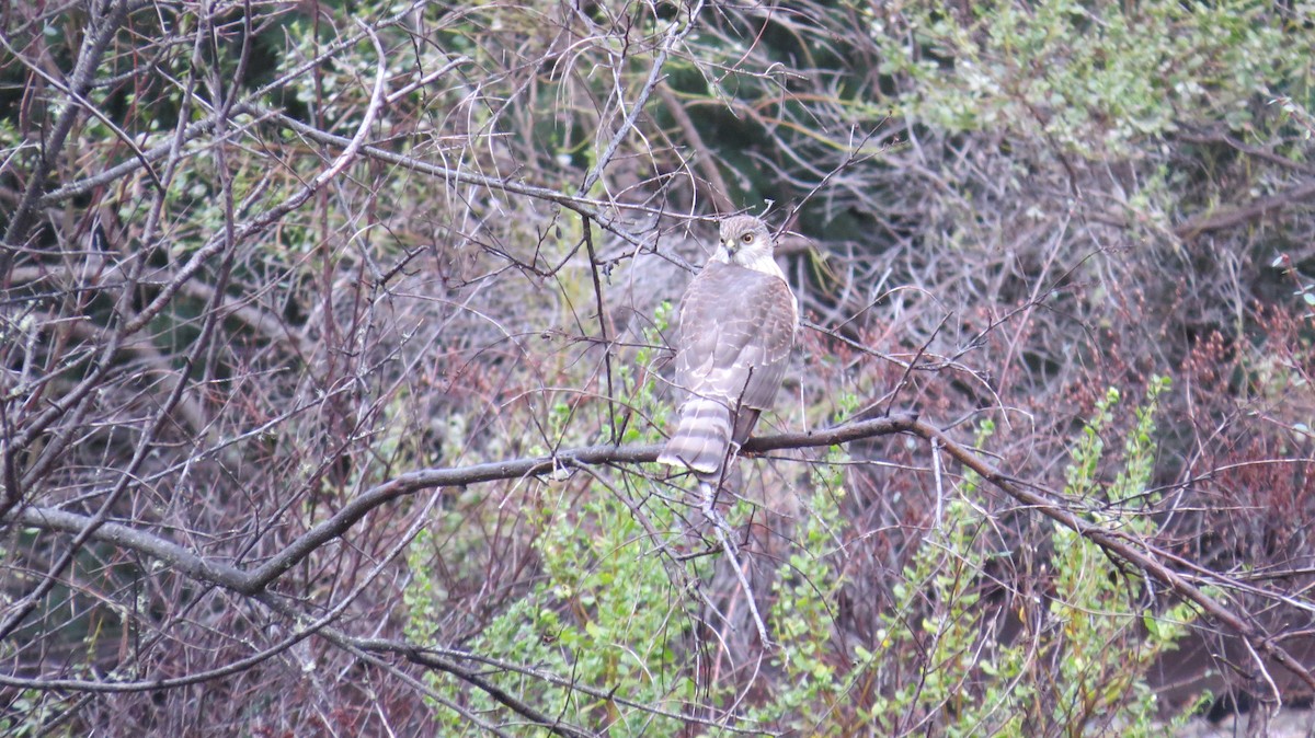 Sharp-shinned Hawk - Mike Curry