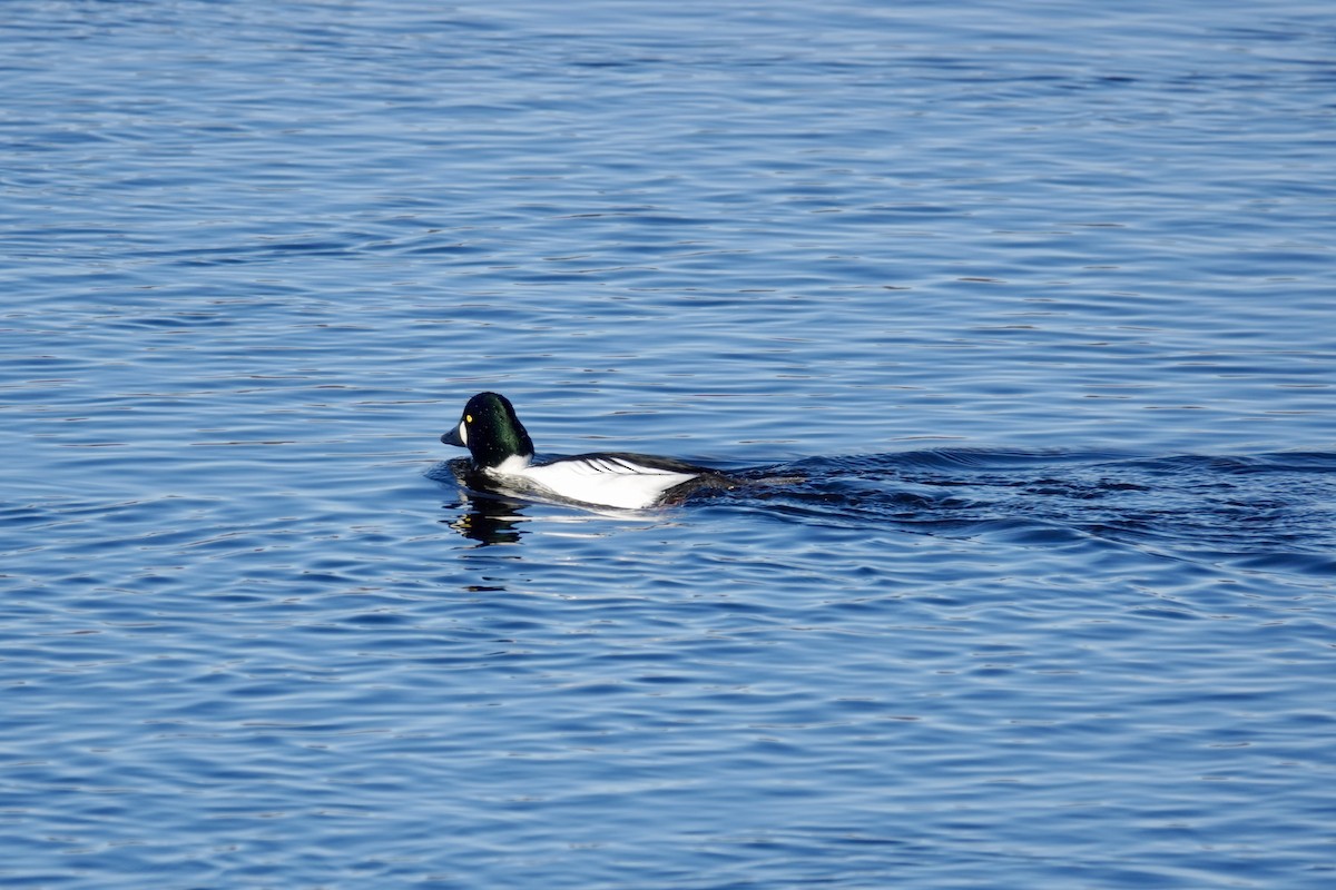 Common Goldeneye - ML613420770