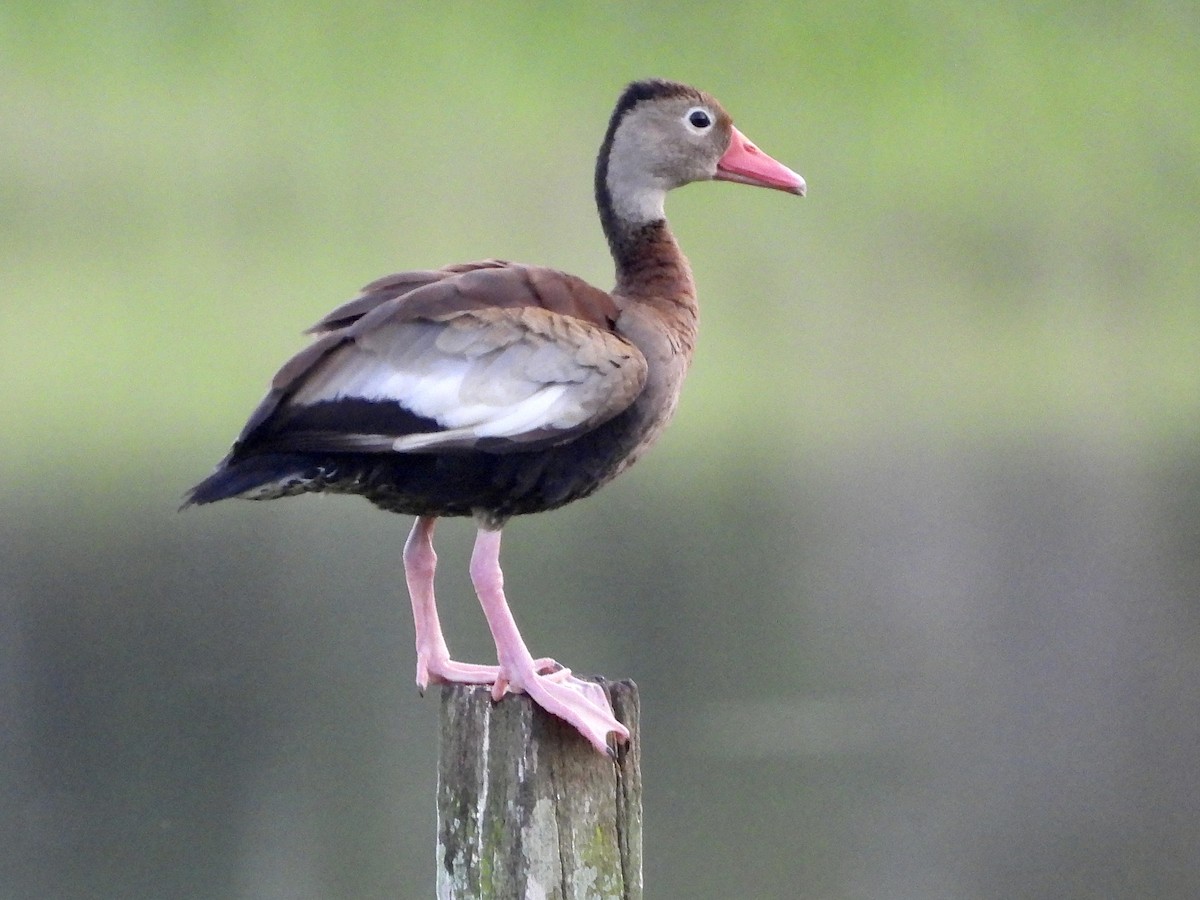 Black-bellied Whistling-Duck - Pat Hare
