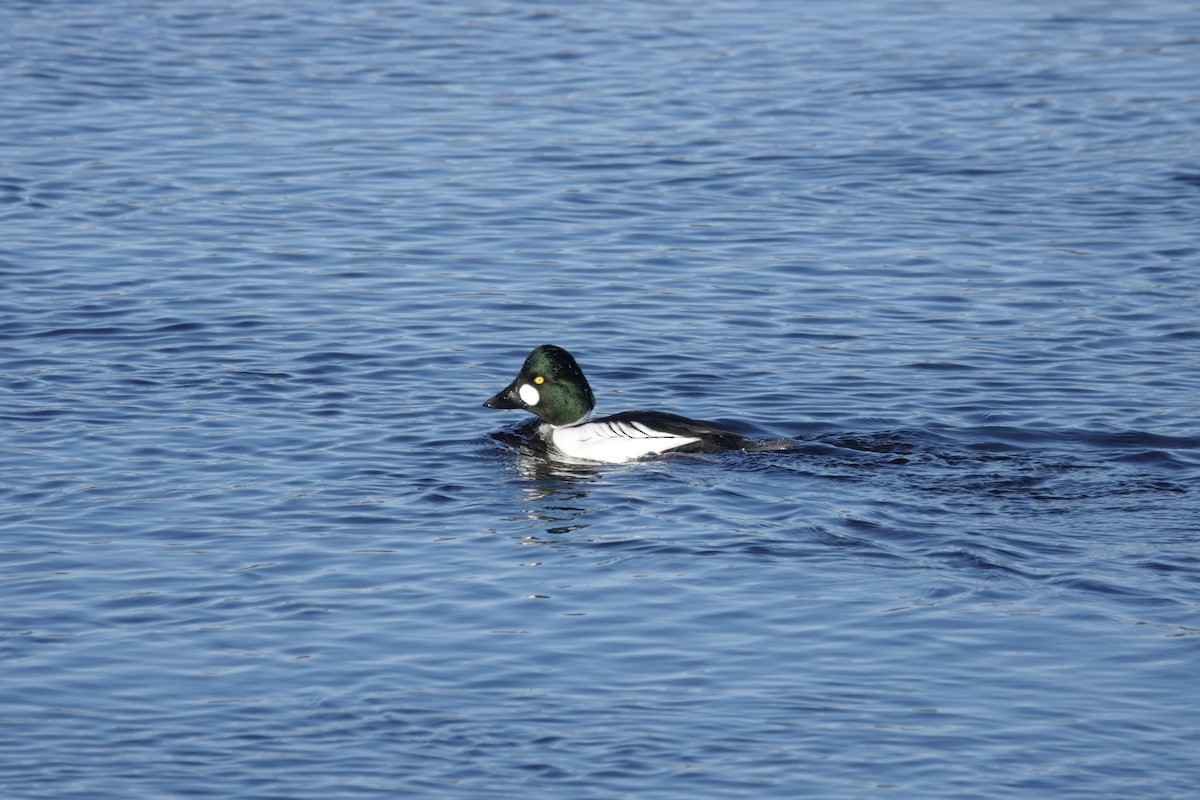 Common Goldeneye - ML613420881