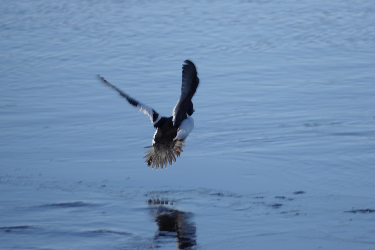 Common Goldeneye - ML613420894