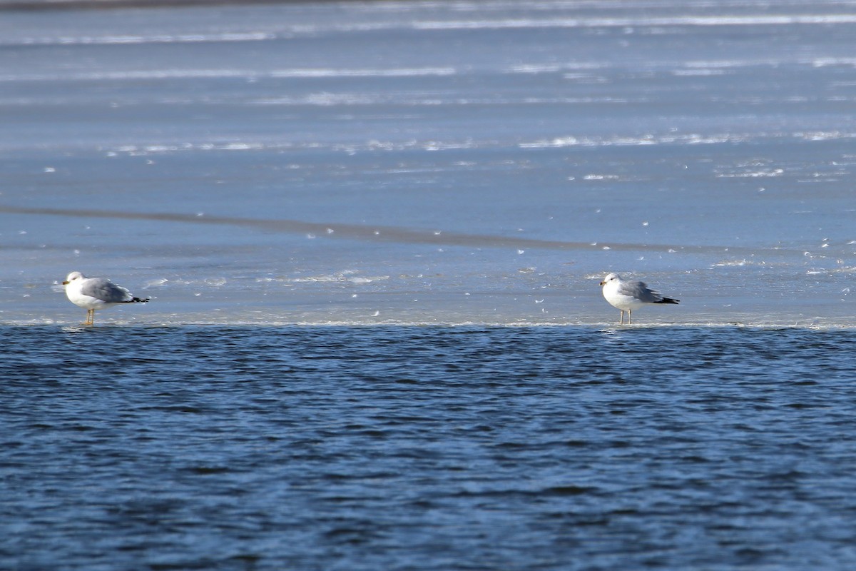 Ring-billed Gull - ML613420919