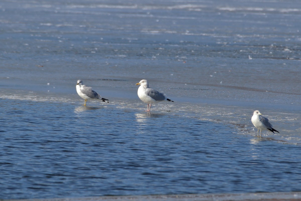 Herring Gull (American) - ML613420921