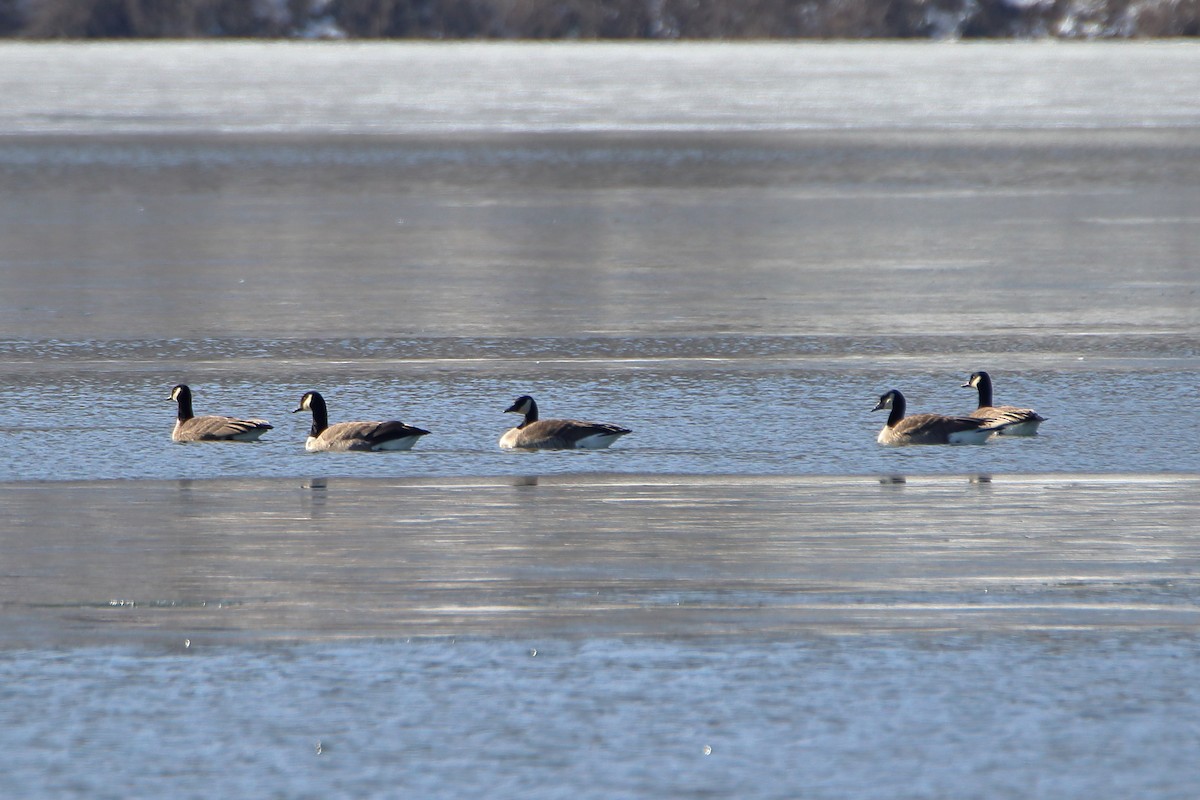 Canada Goose - ML613420928