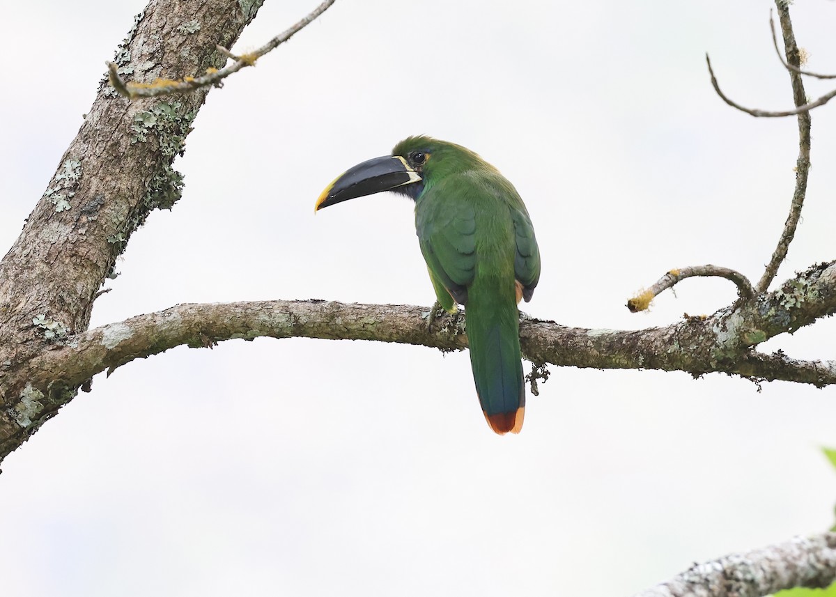 Toucanet à gorge blanche (cyanolaemus) - ML613420949