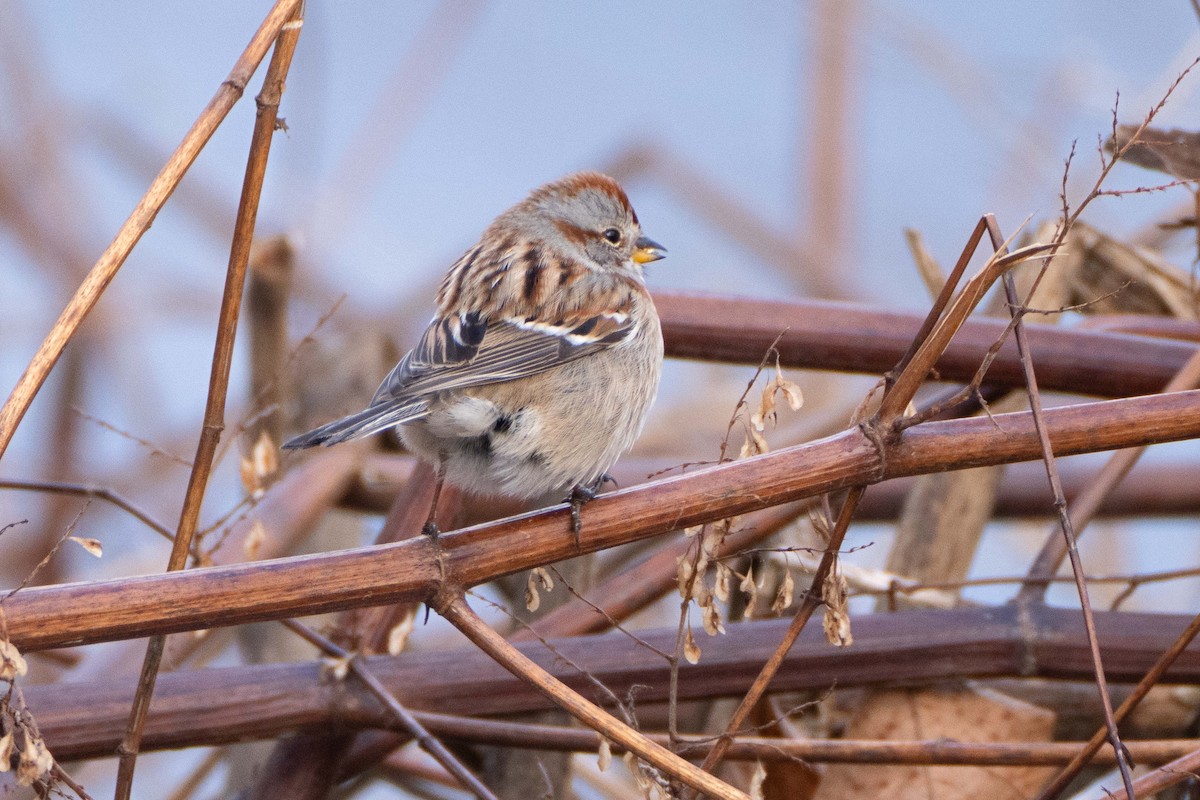 American Tree Sparrow - ML613420973