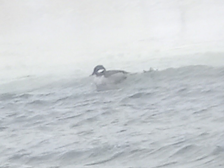 Bufflehead - ML613420985