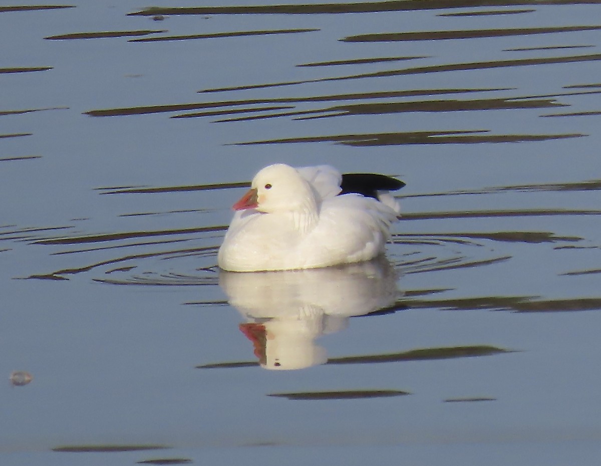 Ross's Goose - ML613421003