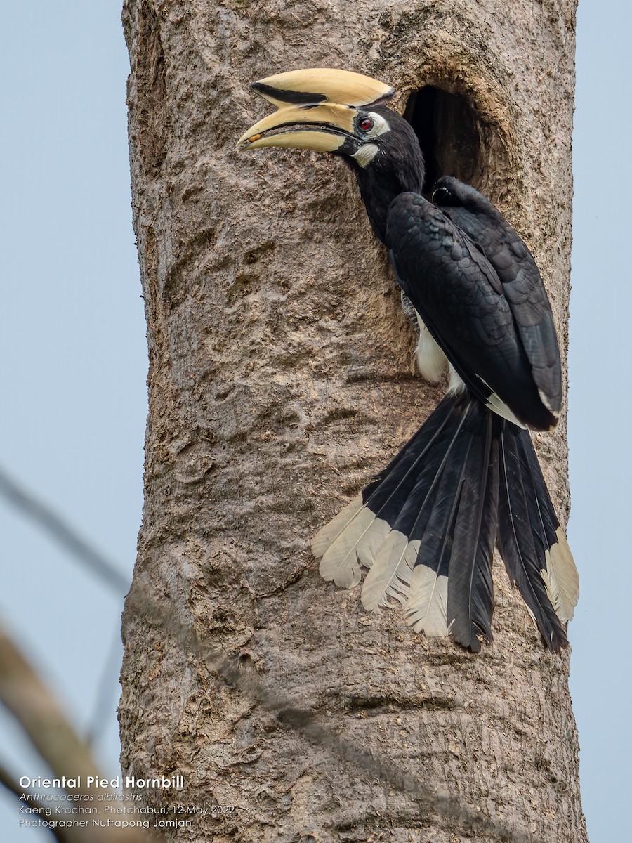 Oriental Pied-Hornbill - ML613421014