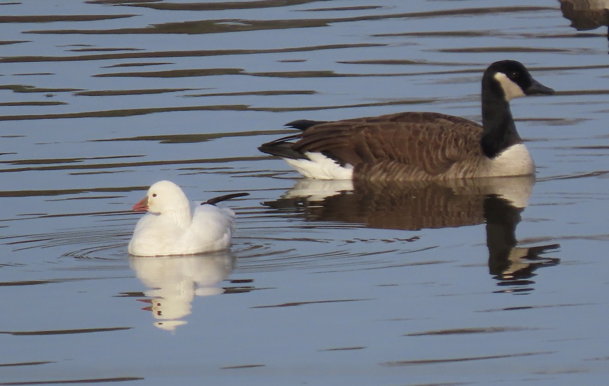 Ross's Goose - ML613421032