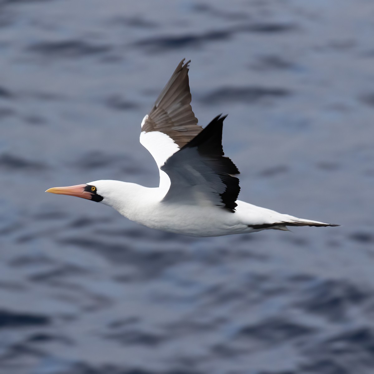 Nazca Booby - ML613421098