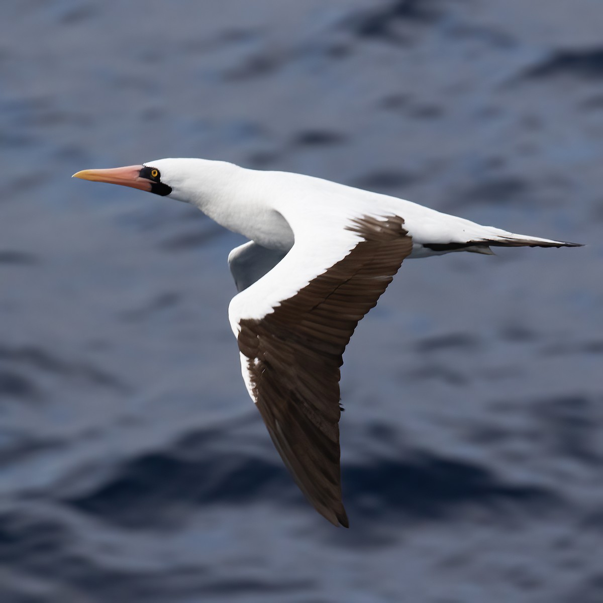 Nazca Booby - ML613421099