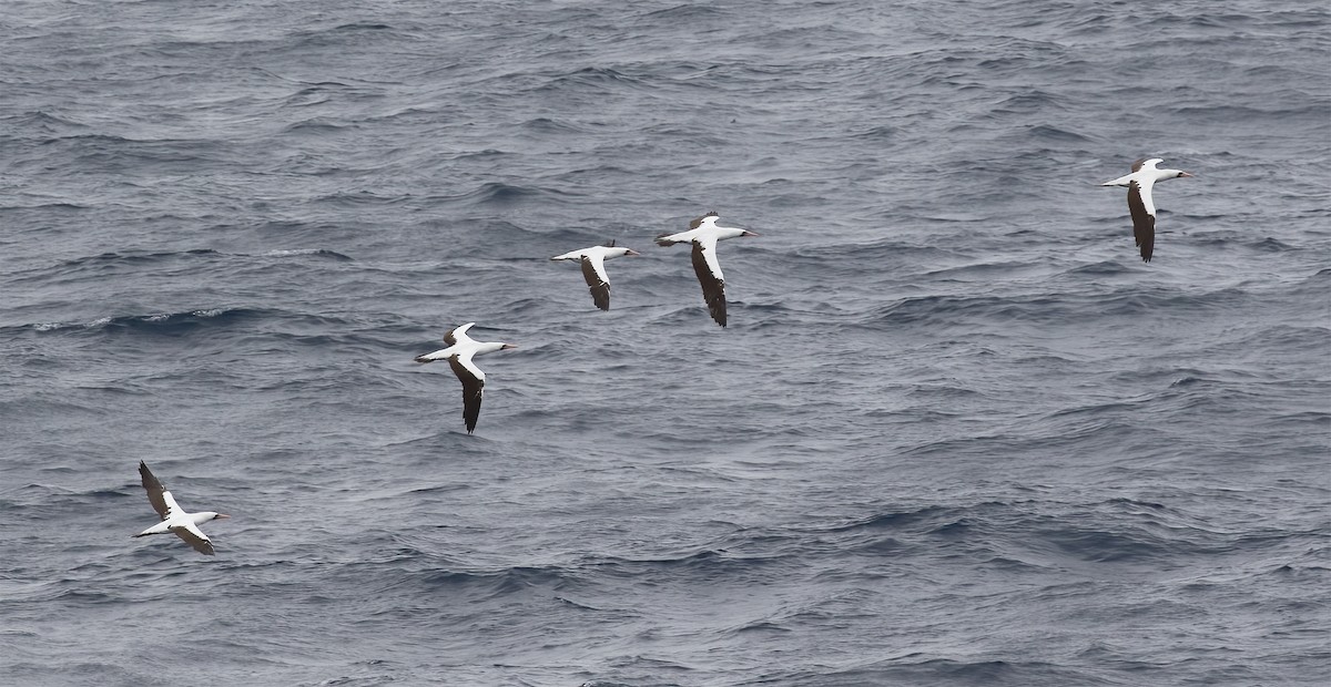 Nazca Booby - ML613421100