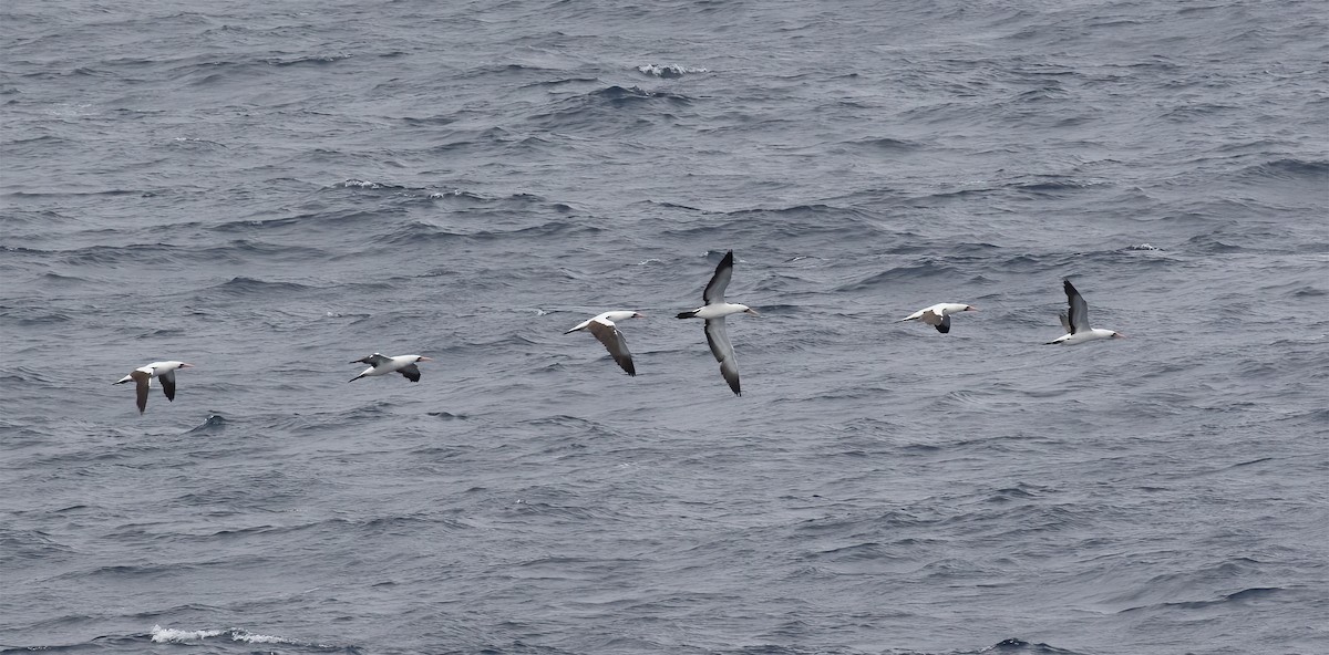 Nazca Booby - ML613421103