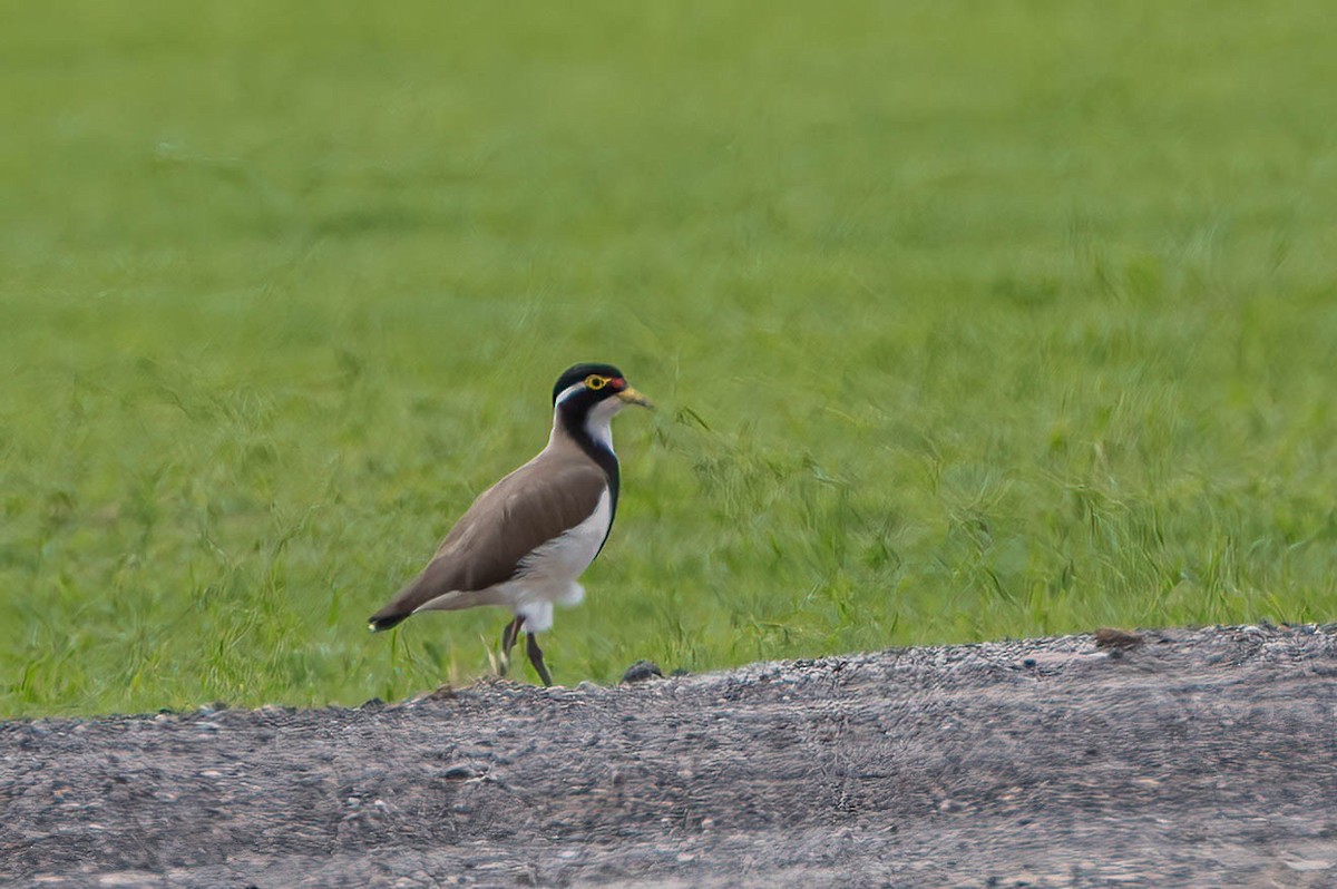 Banded Lapwing - ML613421120